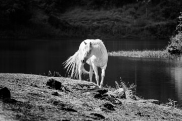 Obraz na płótnie Canvas close in free white horse