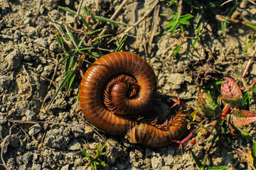 Spirostreptus roled itself. Spirostreptus​ ​giganteus in​ spiral. Black millipede. Centipede under a scientific name spirostreptus seychellarum