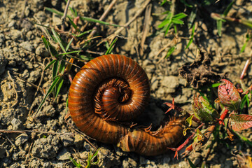 Black millipede. Centipede under the scientific name spirostreptus seychellarum.