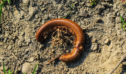 Black millipede. Centipede under the scientific name spirostreptus seychellarum.