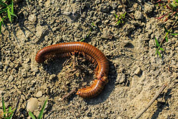Black millipede. Centipede under the scientific name spirostreptus seychellarum.