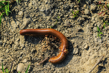 Black millipede. Centipede under the scientific name spirostreptus seychellarum.