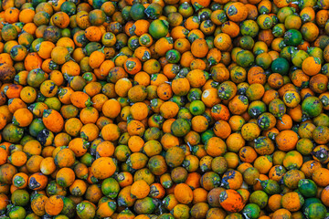 Orange betel nuts or Areca catechu nut fruit bunches in its palm tree. Betel nut is the seed of the...