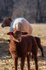 rare Coburg fox sheep lamb in meadow