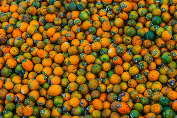Orange betel nuts or Areca catechu nut fruit bunches in its palm tree. Betel nut is the seed of the fruit of the areca palm. Areca nut aka betel nut at a market for sale.