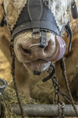 cow in the stable
