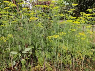 Foeniculum vulgare (Fennel) flowering plant perennial herb with yellow flowers and feathery leaves in the park