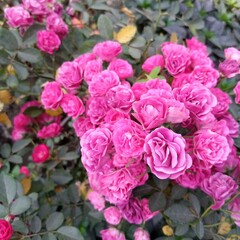 Fototapeta premium This is a rose . and there i slots of roses