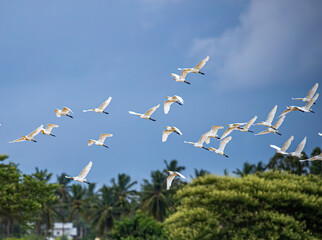 A Group of Heron and Egret flying