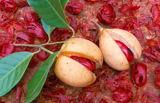 Nutmeg And Drying Mace, Grenada, Caribbean