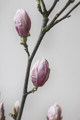Beautiful pink magnolia flower tree branch blooming close up against white background. Spring home decor. Botany wallpaper. Copy space.