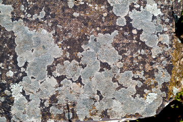 Lichene