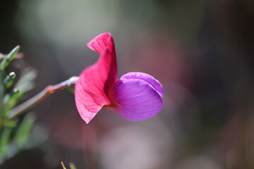 Fiore selvatico
