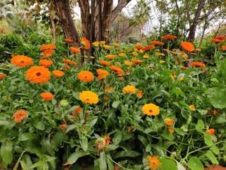 Calendula officinalis (pot marigold, common marigold, ruddles or Scotch marigold) colourful flowers...