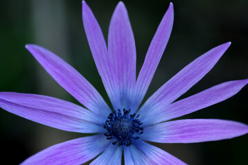 Fiore selvatico