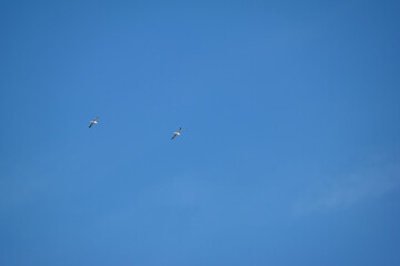 Obraz premium Gabbiani