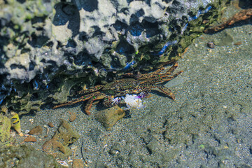 Common green grey striped sea crab on the beach. Common green grey striped sea crab hiding in the crack of the coral reef wall.