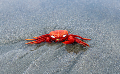Close-up and selective focus on red sand crab at Sonadia Island, Kutubjom Union, Bangladesh. Red crab on the beach.