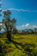 KIZLAN, MUGLA, TURKEY: Spring landscape with a view of the flowering almond tree in the village of Kizlan.