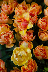 orange-yellow terry tulips in the garden