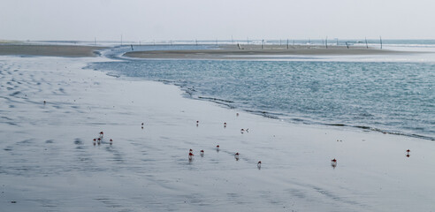 Flock of Red land crab or Fire-Red crab on beach. Red ghost crabs at Sonadia Island, Kutubjom Union, Bangladesh