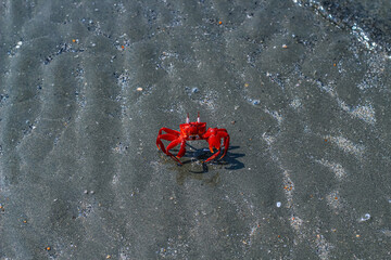 Close-up and selective focus on red sand crab at Sonadia Island, Kutubjom Union, Bangladesh. Red crab on the beach.