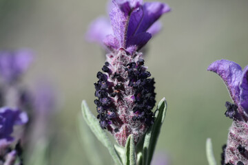 Lavanda