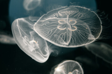 Jellyfish floating in the deep ocean