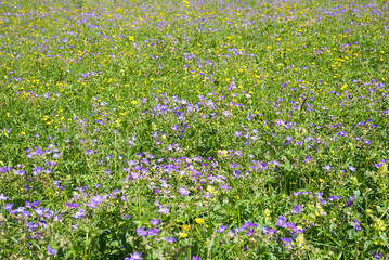 green meadow with purple cranesbill and yellow crowfoot flowers
