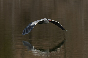 水面に映りこむアオサギ
