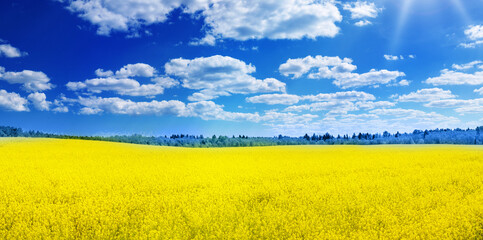 Gelbes Rapsfeldpanorama mit schönem blauem Himmel wie die ukrainische Flagge.