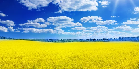  Yellow rapeseed field panorama with beautiful blue sky like the Ukrainian flag. © candy1812
