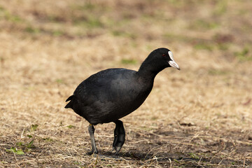 芝の上を歩くオオバン