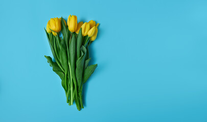 Yellow tulips on a blue background. Spring flowers as a symbol of Ukraine.