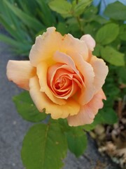 Peach Rose
