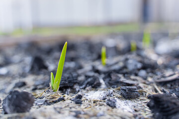 The first sprouts of green onions in the garden after winter, close-up