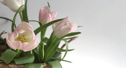 A bouquet of fresh pink tulips in a basket on a gray background. There is a place for the text.