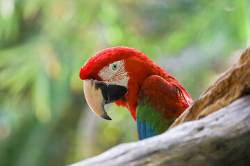 Close up head the red macaw parrot bird in garden