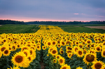 sunflower field with sky and clouds  soft focus in the foreground