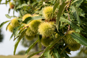 Tree branches with green curly chestnut.
