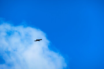 Wild bird flying and gliding slowly and majestic on the blue sky over high mountains. Concept of wildlife and pure nature. Freedom in the Karawanks on the way to Triglav near Carinthia, Austria