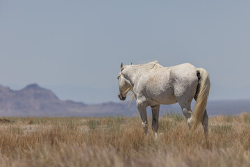 Wild Horse Stallion in the Utah Desert in Summer