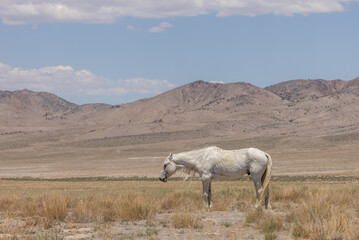 Wild Horse Stallion in the Utah Desert in Summer