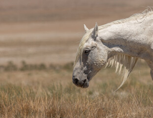 Wild Horse Stallion in the Utah Desert in Summer