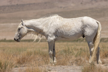 Naklejka na ściany i meble Wild Horse Stallion in the Utah Desert in Summer