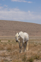 Wild Horse Stallion in the Utah Desert in Summer