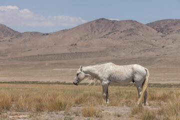 Obraz premium Wild Horse Stallion in the Utah Desert in Summer