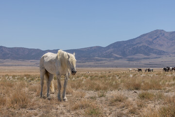 Wild Horse Stallion in the Utah Desert in Summer