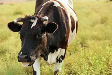 Black and white cow grazing on green pasture