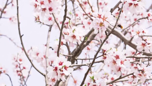 Close-up of an almond blossom waving in the air as bees feed and collect pollen from the almond blossoms in March. Spring is coming.